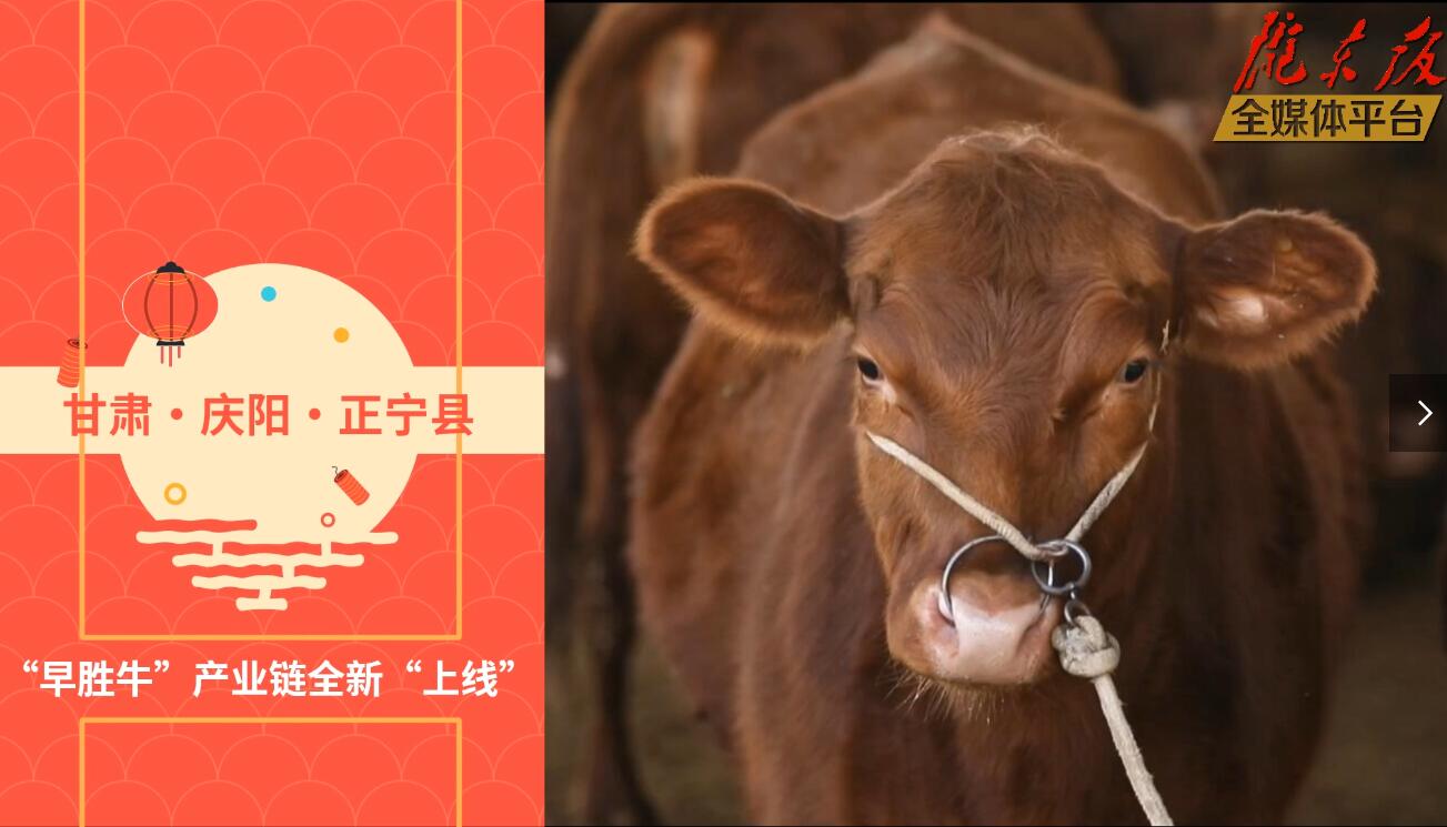 【慶陽(yáng)視頻】目標(biāo)20萬(wàn)頭！正寧縣打造西北肉牛養(yǎng)殖大縣