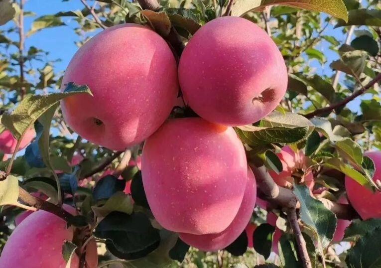 白馬鋪鎮(zhèn)的富士蘋果。