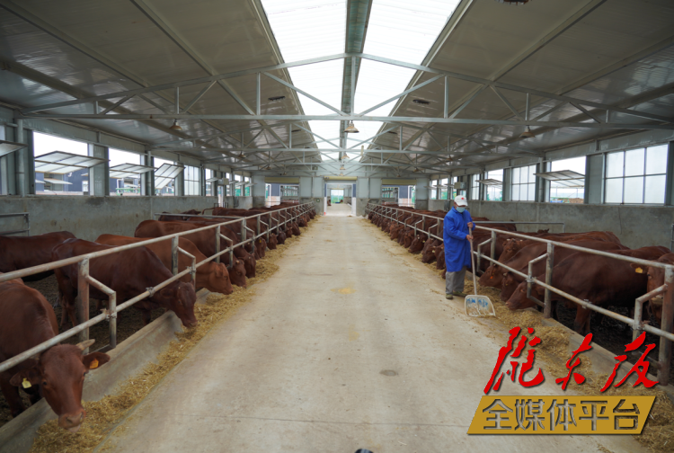 正寧縣正興現(xiàn)代農(nóng)牧千頭早勝牛繁育基地。本報記者 劉萍凝 攝