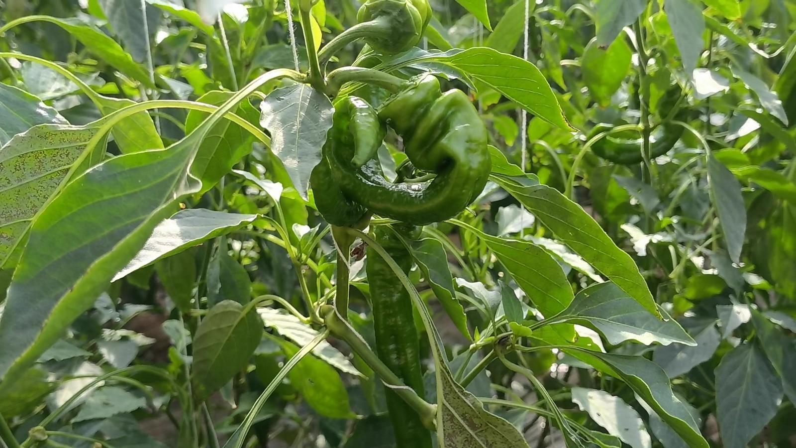 【春潮涌 繪新景丨寧縣篇】把“餐桌配菜”變成“致富主菜”！湘樂鎮(zhèn)奏響鄉(xiāng)村振興“椒”響曲