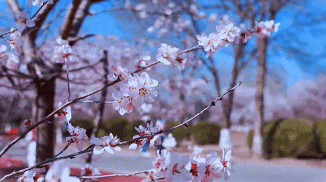 慶陽的春日，舉目晴明，一路春暖花開
