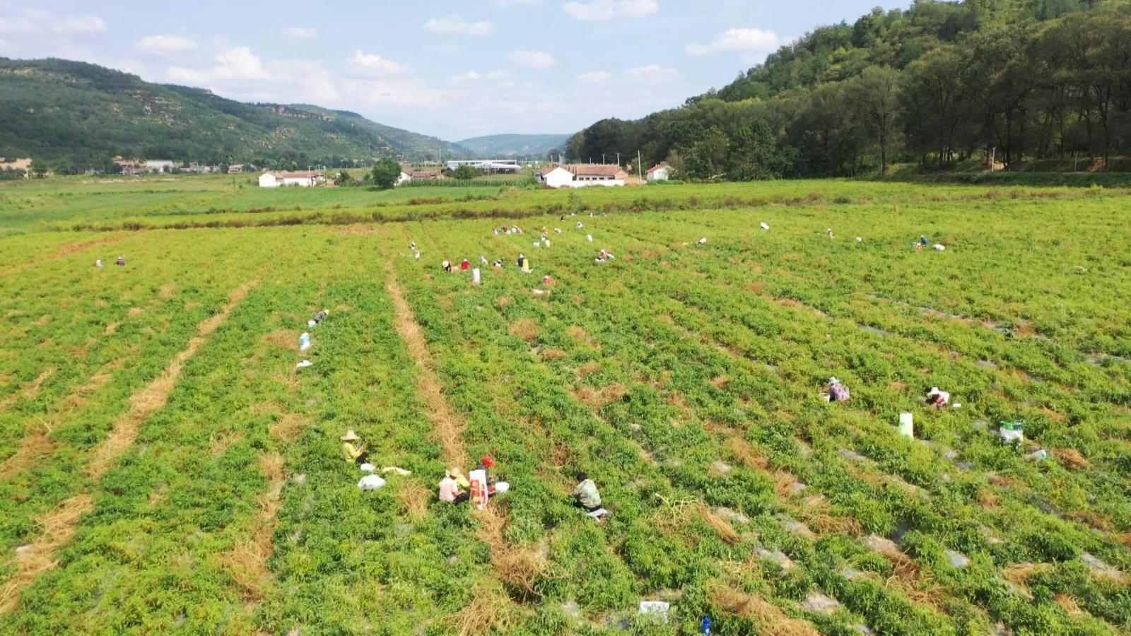從“田間地頭”到“全國餐桌”的“辣”味崛起——寧縣推進構建辣椒全產(chǎn)業(yè)鏈發(fā)展紀實