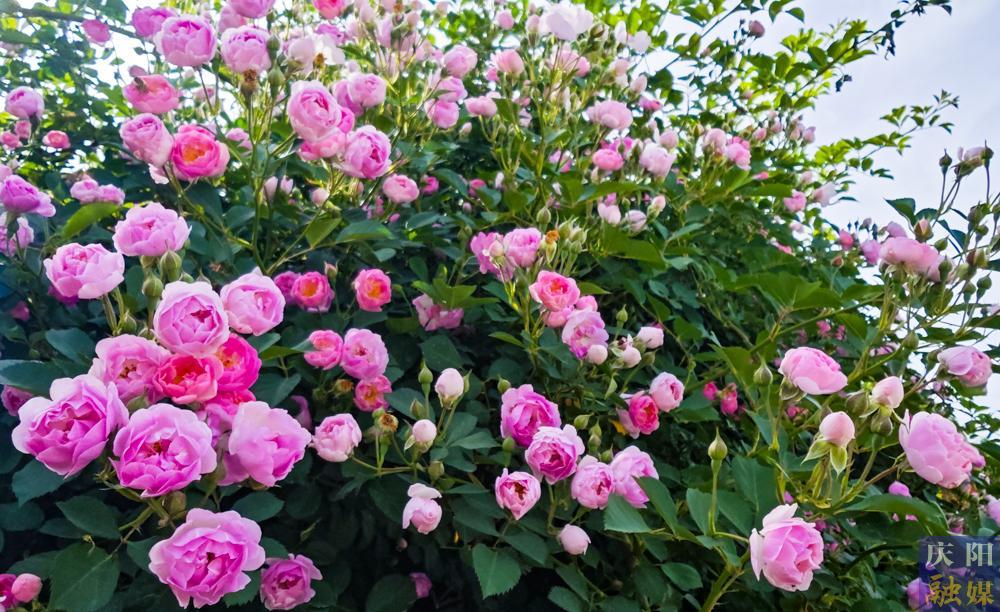 【攝影報(bào)道】薔薇花開！邂逅夏日的浪漫