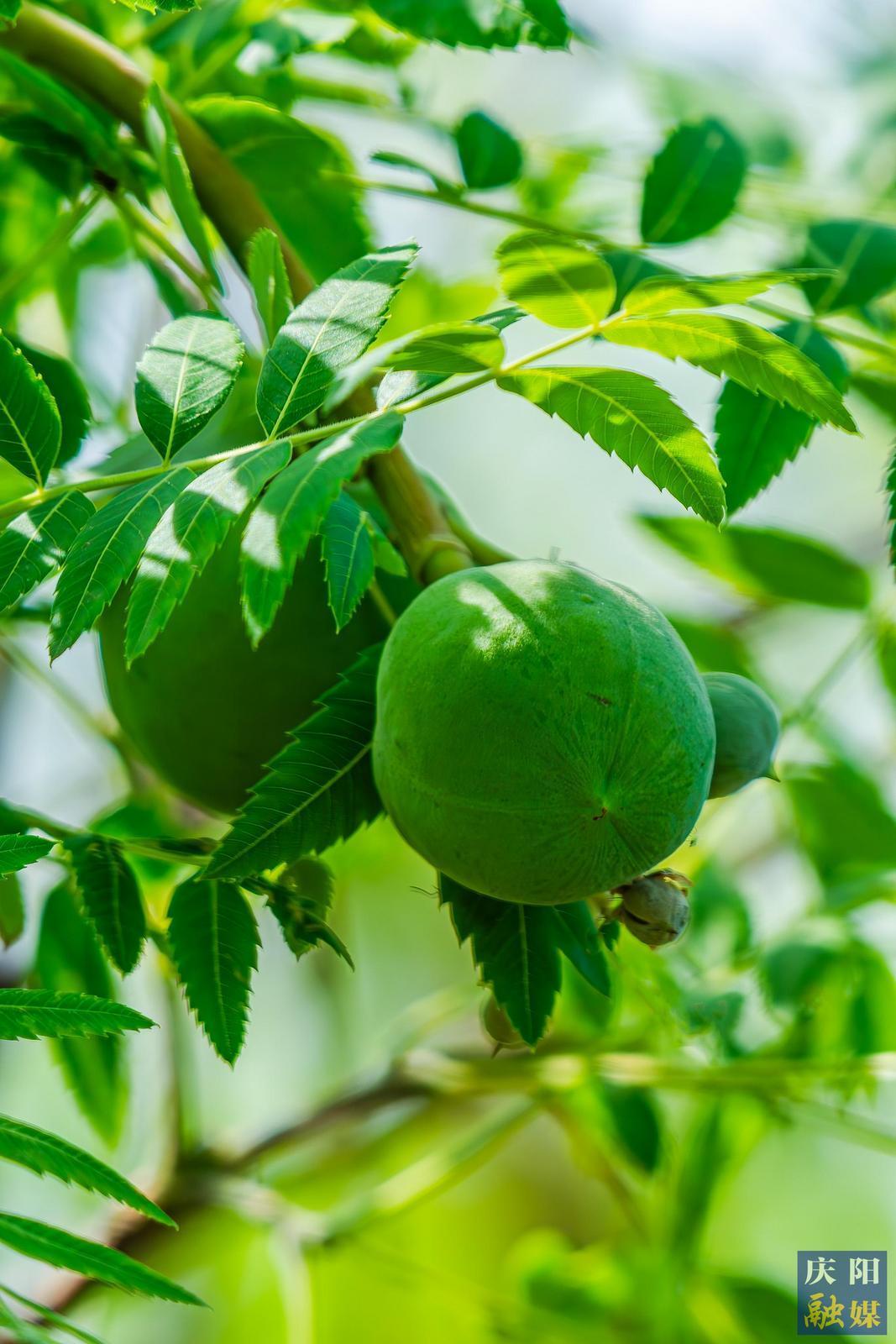 【大美慶陽】夏天的果實(shí)