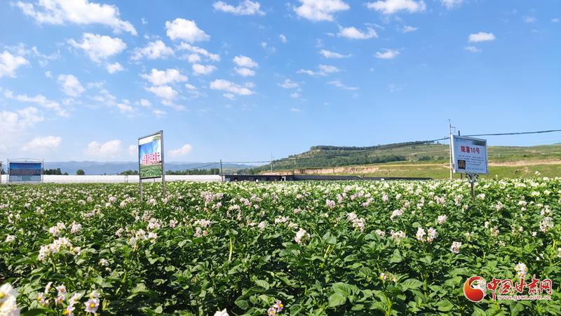 【青春華章·重走西北角】五任所長(zhǎng)接力！這顆“隴薯”品種藏著60年的奮斗史