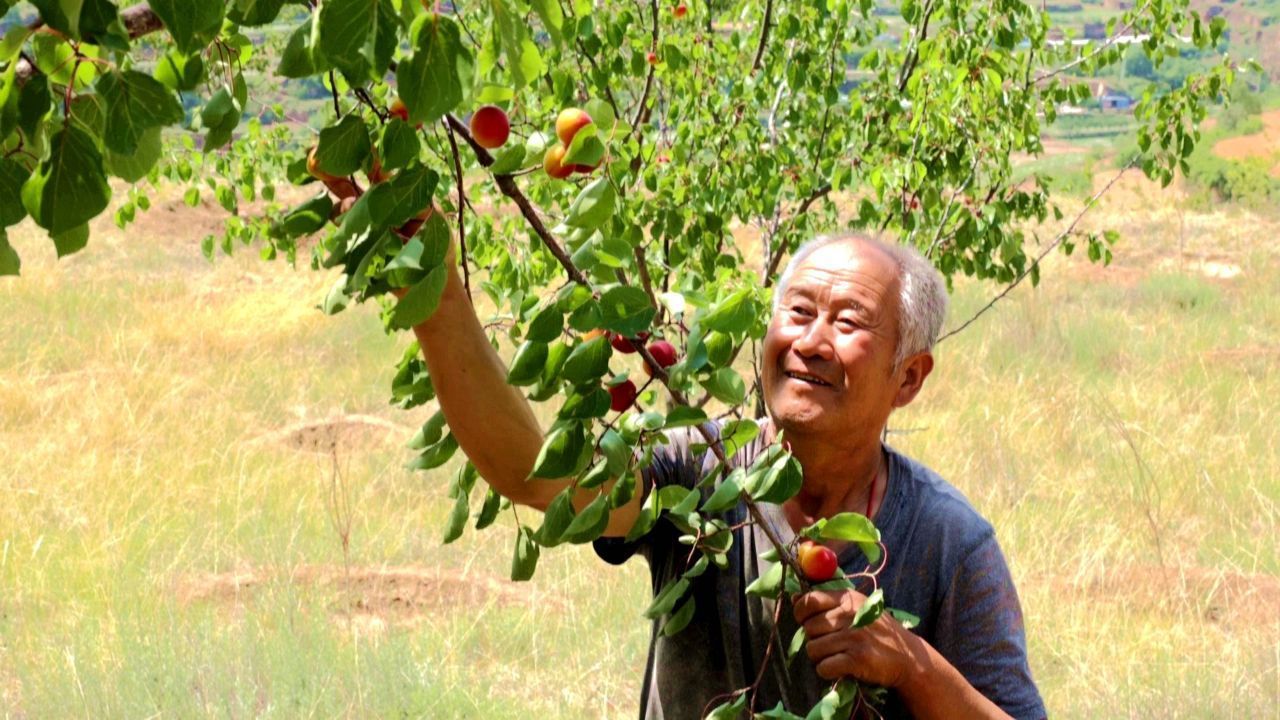 華池縣王咀子鄉(xiāng)：紅梅杏綴滿枝頭 甜蜜產業(yè)迎豐收