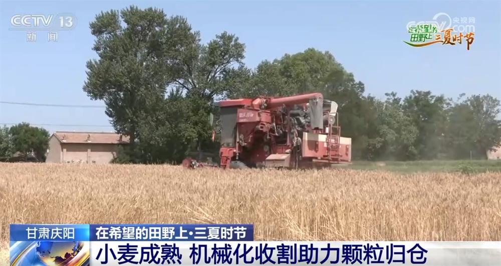 甘肅慶陽：小麥成熟 機(jī)械化收割助力顆粒歸倉